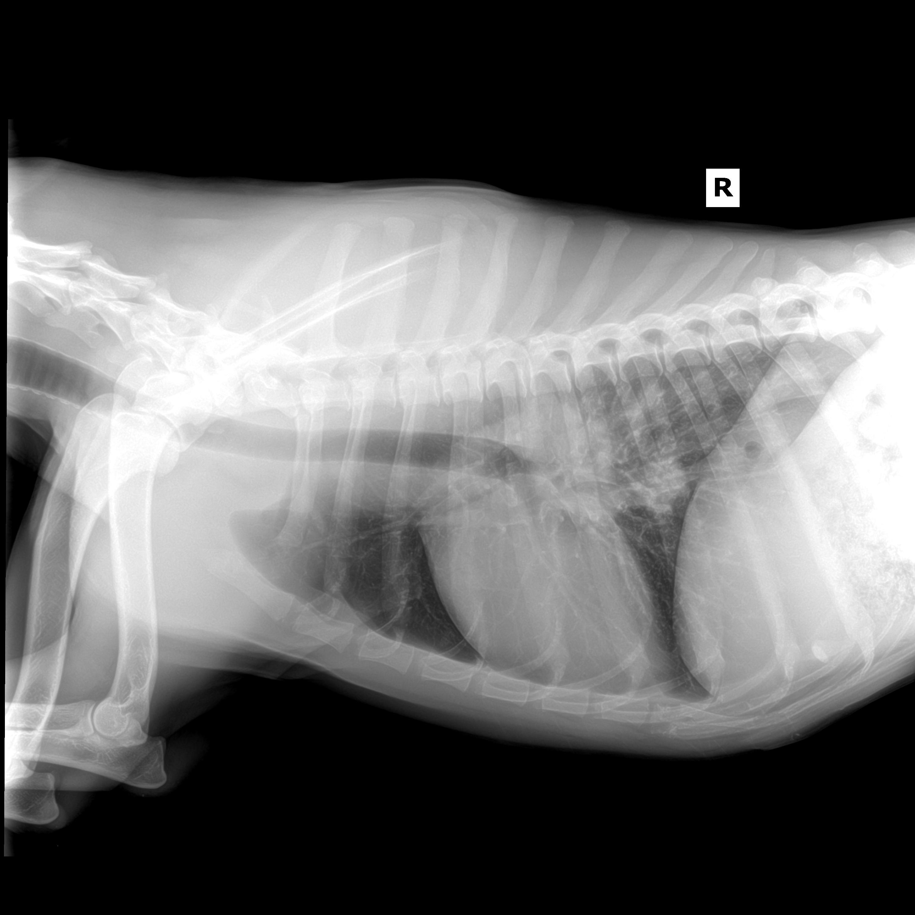 vet-blue-lung-ultrasound-case-study-fungal-pneumonia-fastvetfastvet