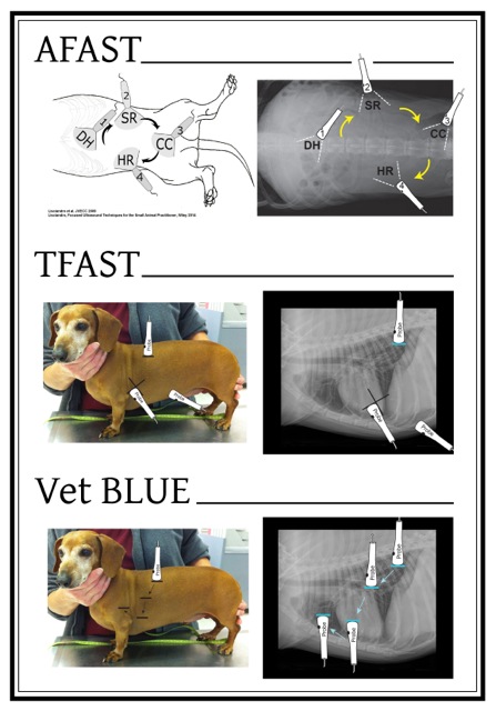 FASTVet Free Resources: ECC Blog - Veterinary Terminology for Abbreviated  Ultrasound Exams - FASTVet