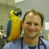 Dr Gregory Lisciandro, smiling with a parrot on his shoulder; founder of FASTVet point of care ultrasound training