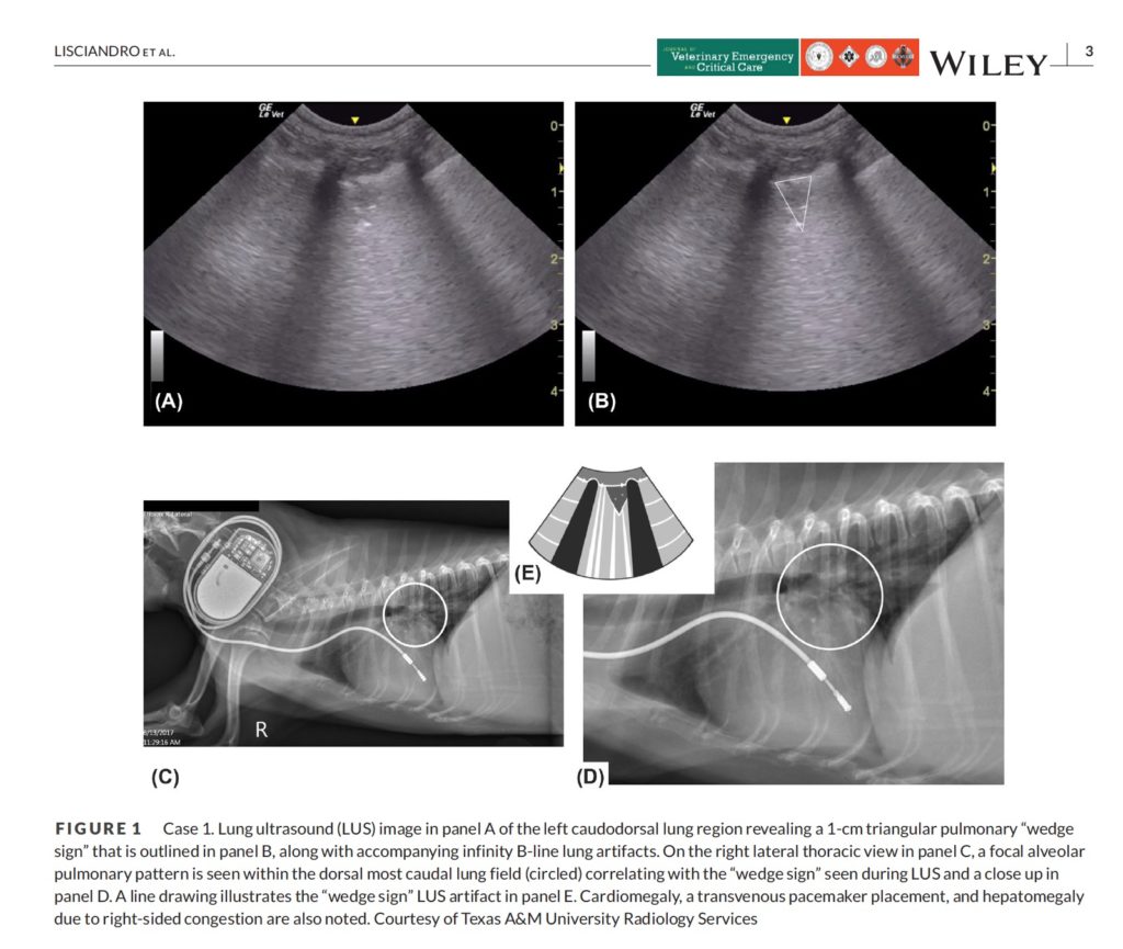 ECC and IM Blog, May 2022 - The Vet BLUE® Wedge Sign for Pulmonary ...