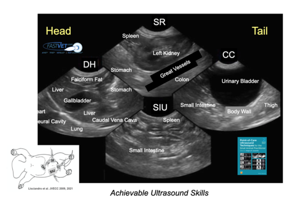ECC and IM Blog AFAST® and Its Abdominal Fluid Scoring System Dogs