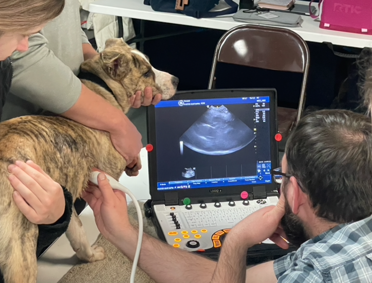 RACE-Approved Veterinary CE | In-Person Ultrasound Training