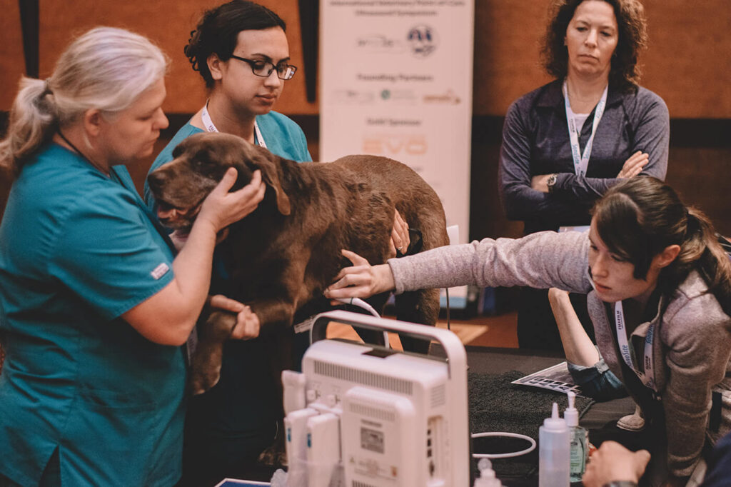 Veterinary Point-of-Care Ultrasound scan lab